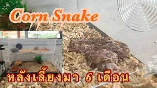 อัพเดทงูคอร์นน้อย(Corn Snake) หลังเลี้ยงมา6เดือน