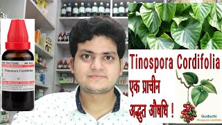 गिलोय। Tinospora Cordifolia ! Homeopathic medicine tinospora ? Sign and symptoms !