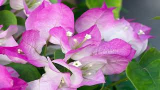 Step By Step To Caring Bougainvillea - Gardening Tips