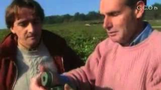 c'est pas sorcier - le vin (1ere partie).mp4