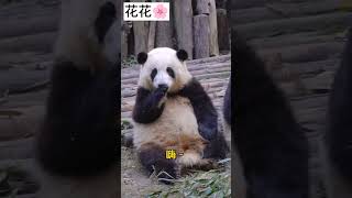 熊猫界顶流女明星花花，为什么让百万粉丝喜爱？