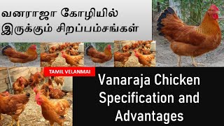 Vanaraja Chicken Farming || Poultry Farming || Advantages of Vanaraja chicken || Tamil Velanmai