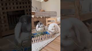 How to Care for Your Rabbits pt 14 | Rabbit Companionship | Bunny Pairs | It Takes Two | Pet Pairing