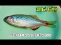 夢幻魚種~齊氏石鮒，臺灣原生魚類調查，日本昭和時代古董釣具箱分享開箱 ｜牛屎鯽 ｜微物釣 ｜釣具介紹 ｜外來入侵種移除 ｜ タナゴ 水族館 tanagofishing