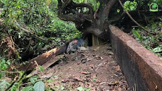 Build a shelter under a tree to stay temporarily for a while and have dinner with roasted pork.