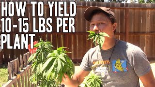 Grow 10+ POUNDS of Cannabis Flower on ONE PLANT | Increase Yield