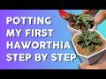 Starting my Haworthia Adventure: Easy Care Tips & Soil Mix