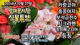 양재꽃시장 식물튜브 24년 12월 27일 입고영상 시청 하시면서 힐링타임 되세요~     #양재꽃시장 #식물튜브 #월동 #관엽 #식물아빠