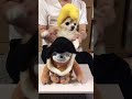 【ぷん助】ワンナイトカーニバルチワワ shorts chihuahua ワンナイトカーニバル 氣志團 リーゼント 可愛い犬 面白い犬