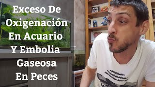 🔵 Exceso De Oxigenación En Acuario Y Embolia Gaseosa En Peces (Acuarios MB)