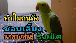 ทำไมคนถึงชอบเลี้ยง,นกแก้วริงเน็ค!!!🦜🦜สายพันธุ์นี้กัน