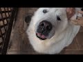 平日の朝から穴を掘るルンルンです　great pyrenees　グレートピレニーズ