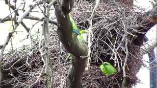 Brooklyn New York Wild Quaker Parrots