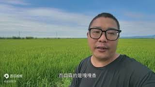 东北为啥是国家粮食安全的基石？来黑龙江定居后懂了这句话的含义