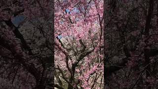 山口県長門市大寧寺のしだれ桜