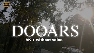 THE DOOARS FOREST 🍁☘️ 4K + Without voice