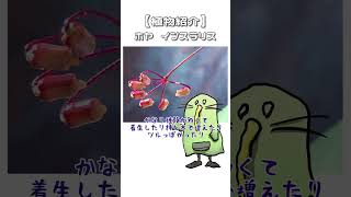 【植物紹介】ホヤインスラリス　#shorts