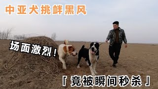 中亚犬作死挑战黑风，没想到竟被瞬间秒杀，结局惨不忍睹！