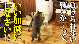 【前編】キジトラ兄弟猫、宿命の戦い！