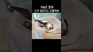 행복한 고양이는 이렇게 잡니다