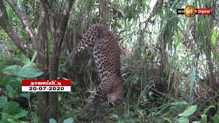 News 1st: நாவலப்பிட்டியில் பொறியில் சிக்கிய சிறுத்தையின் சடலம் மீட்பு...