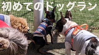 ドッグランデビューしたけど終始ガクブルだった子犬【ミニチュアピンシャー】First time to play in a dog run