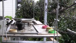 雨の中三種の鳥がご来店、そして。。。　Three kinds of birds visit the restaurant in the rain