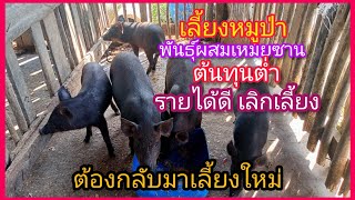 เลี้ยงหมูป่าพันธุ์ผสมเหมยซาน‼️ตอบโจทย์ให้คนเลี้ยงงาม‼️ต้นทุนต่ำ กำไรงาม ลูกดก