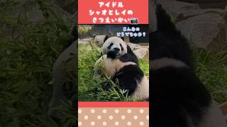 シャオとレイの撮影会が始まるよ〜♬仲良しポーズとアイドルスマイルしまちた🐼🐼♡再編集🍒#shorts #双子パンダ #上野動物園