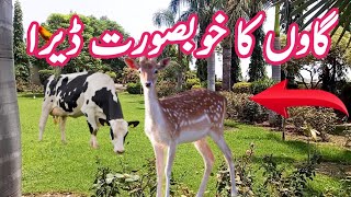 Beautiful Dera in Village 🛖 Punjab | Gaon mein Khobsurat Dera | Village life in Pakistan 🇵🇰