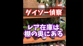 【ダイソー偵察】レア在庫は、棚の奥にある！？  #ダイソー #daiso #観葉植物 #houseplants