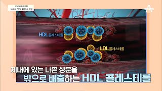 LDL 콜레스테롤 vs HDL 콜레스테롤, 두 콜레스테롤의 차이는?  | 100세 프로젝트 10 회