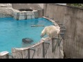 淵を歩くコグマとプールに誘うララ　円山動物園ホッキョクグマ2011．6.30