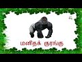 வன விலங்குகள் wild animals animals name