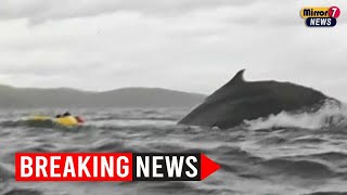 Kayaker Swallowed by Humpback Whale in Shocking Moment Caught on Camera