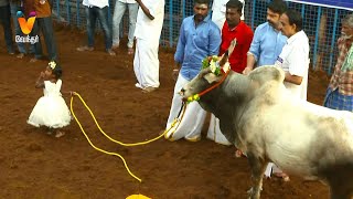 2 வயது வீரச் சிறுமியின் கையில் ஜல்லிக்கட்டுக் காளை | Avaniyapuram jallikattu Live 2021 | Vendhar TV