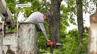 С территории Морского кладбища предстоит вывезти 800 тонн сухих веток