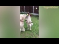 dog fetch fails dogs can t catch and fetch dog fails compilation