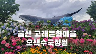 울산 고래문화마을 오색수국정원 장생포 옛마을