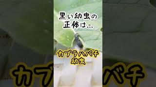 家庭菜園や農園のアブラナ科野菜に付いた黒い幼虫の正体！？畑の害虫！カブラハバチの幼虫をご紹介！【農園ライフ】#shorts