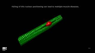 PhONICs, Positioning the nucleus for cell migration and muscle fiber function