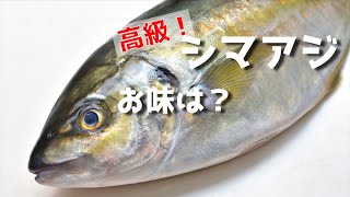 【最高級】アジの王様シマアジは本当に美味しいのか？【さばき方】Filleting Fish