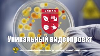 Уникальный видеопроект Всероссийского центра карантина растений