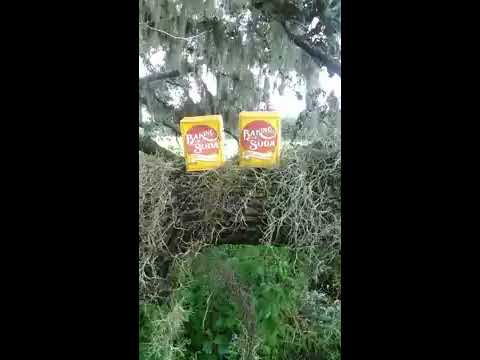how to remove spanish moss how to remove spanish moss
