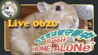 【 Live! 】ウサギは留守番中 0620　2021年8月11日