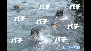 ⑤短い動画シリーズ　主張”強め”のゼニガタアザラシ ！！　@おたる水族館