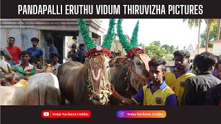 பண்டபல்லி எருது விடும் திருவிழா | Pandapalli Eruthu Vidum Thiruvizha 2022 Pictures