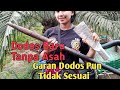 PANEN SAWIT DODOS BARU TANPA DI ASAH || Garan Tidak Sesuai Tapi Dodos Sangat Tajam