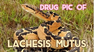 Drug picture of Lachesis mutus