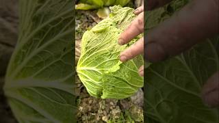 Cabbage Vegetables #satisfying #agriculture #garden #farming #fruit #greenlife #wildlife #farmlife